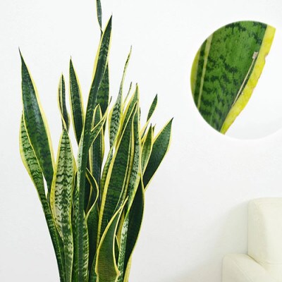 観葉植物 サンスベリア・ローレンティ ロングスクエア 陶器鉢植え(白) BIGサイズ