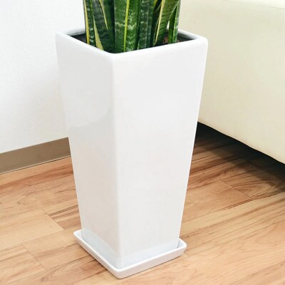 観葉植物 サンスベリア・ローレンティ ロングスクエア 陶器鉢植え(白) BIGサイズ