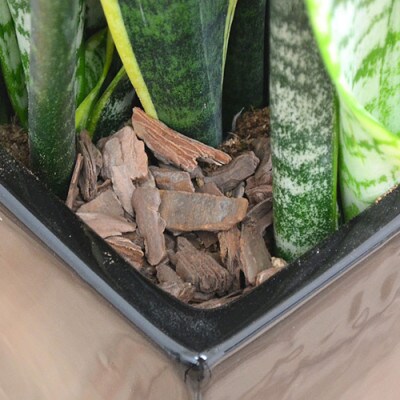 観葉植物 サンスベリア・ローレンティ ロングスクエア 陶器鉢植え(黒) BIGサイズ