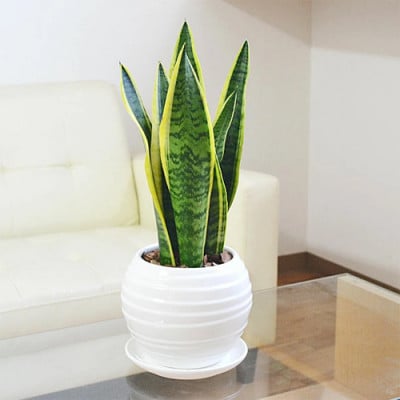 観葉植物 サンスベリアボール型陶器鉢　白