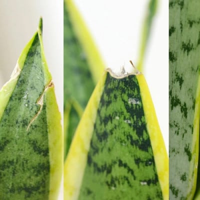 観葉植物 サンスベリアボール型陶器鉢　白