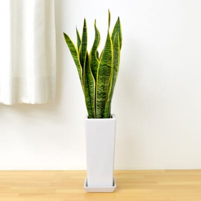 観葉植物 サンスベリアスクエア陶器鉢