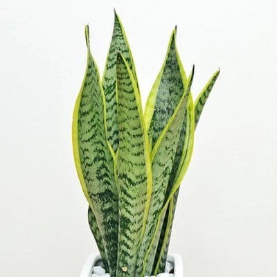 観葉植物 サンスベリアスクエア陶器鉢