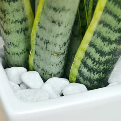 観葉植物 サンスベリアスクエア陶器鉢