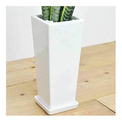 観葉植物 サンスベリアスクエア陶器鉢