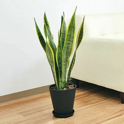 観葉植物 サンスベリアセラート6号