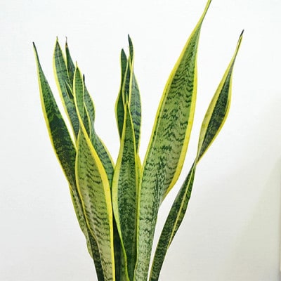 観葉植物 サンスベリアセラート6号