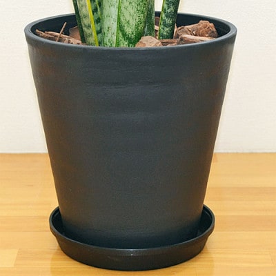 観葉植物 サンスベリアセラート6号