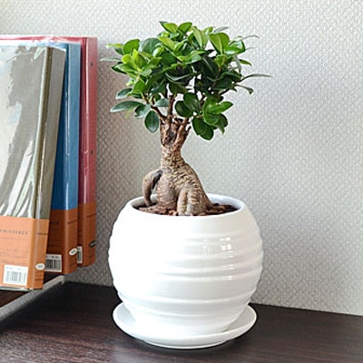 観葉植物 ガジュマルボール型陶器鉢 白