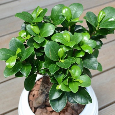 観葉植物 ガジュマルボール型陶器鉢 白