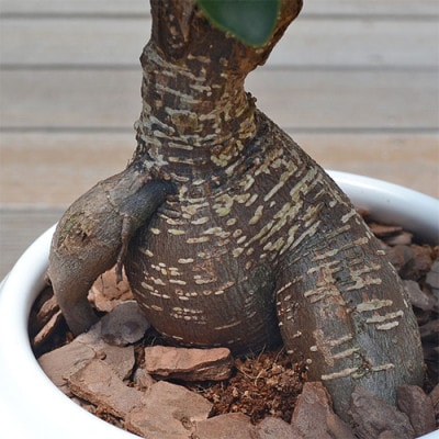 観葉植物 ガジュマルボール型陶器鉢 白