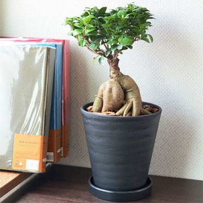 観葉植物 ガジュマルセラート6号