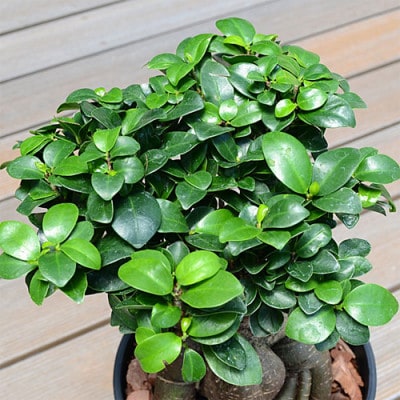 観葉植物 ガジュマルセラート6号