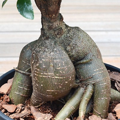 観葉植物 ガジュマルセラート6号