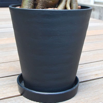 観葉植物 ガジュマルセラート6号