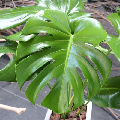観葉植物 モンステラスクエア陶器鉢6号