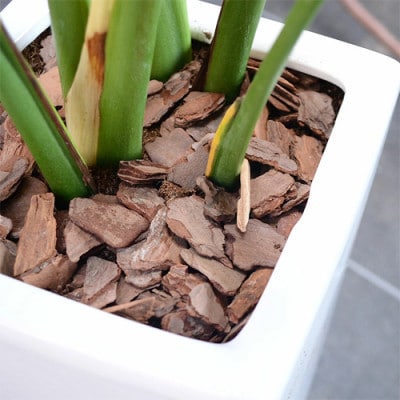 観葉植物 モンステラスクエア陶器鉢6号