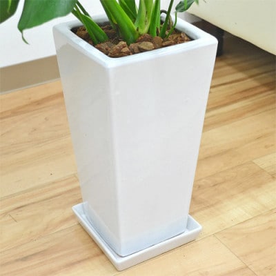 観葉植物 モンステラスクエア陶器鉢6号