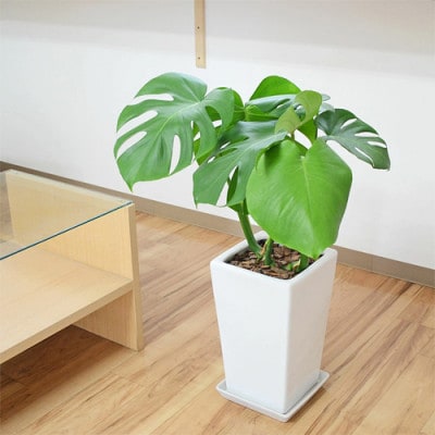 観葉植物 モンステラスクエア陶器鉢7号