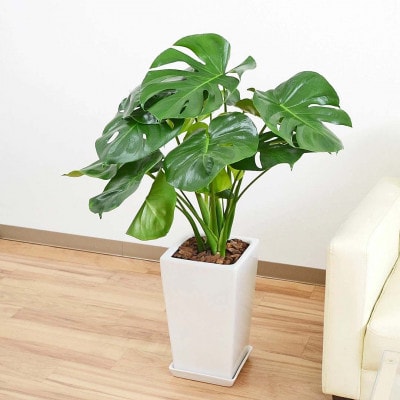 観葉植物 モンステラスクエア陶器鉢7号