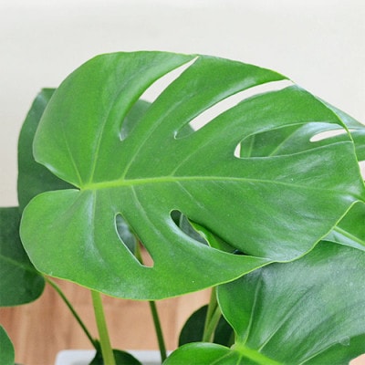 観葉植物 モンステラスクエア陶器鉢7号