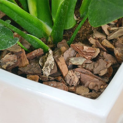 観葉植物 モンステラスクエア陶器鉢7号