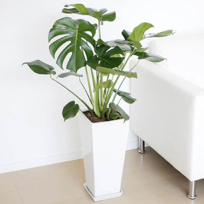 観葉植物 モンステラロングスクエア陶器鉢8号