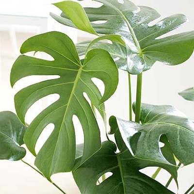 観葉植物 モンステラロングスクエア陶器鉢8号