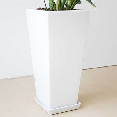 観葉植物 モンステラロングスクエア陶器鉢8号