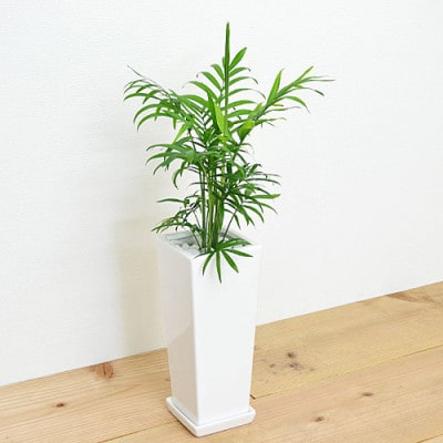 観葉植物 テーブルヤシスクエア陶器鉢