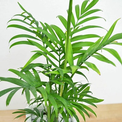 観葉植物 テーブルヤシスクエア陶器鉢