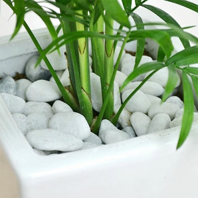 観葉植物 テーブルヤシスクエア陶器鉢
