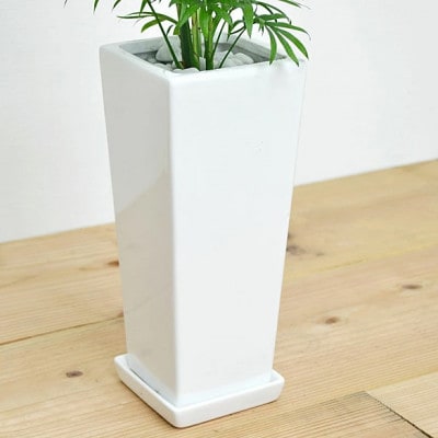 観葉植物 テーブルヤシスクエア陶器鉢