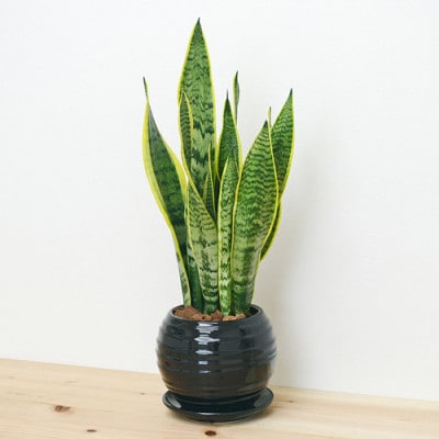 観葉植物 サンスベリアボール型陶器鉢　黒