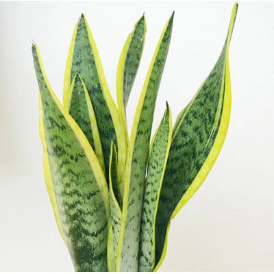 観葉植物 サンスベリアボール型陶器鉢　黒