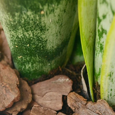 観葉植物 サンスベリアボール型陶器鉢　黒