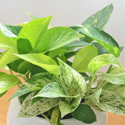 観葉植物 ポトス 3種類寄せ植え ボール形陶器鉢 黒