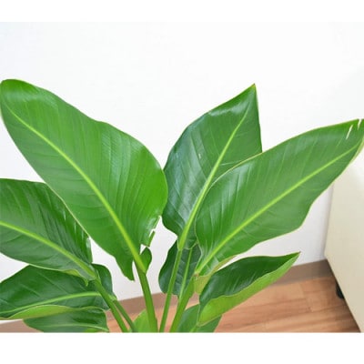 観葉植物 オーガスタ円柱陶器鉢植え7号