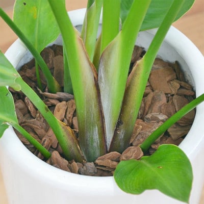 観葉植物 オーガスタ円柱陶器鉢植え7号