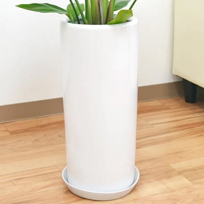 観葉植物 オーガスタ円柱陶器鉢植え7号