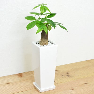 観葉植物 パキラ スクエア陶器鉢植え