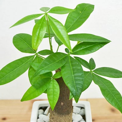 観葉植物 パキラ スクエア陶器鉢植え
