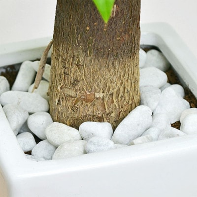観葉植物 パキラ スクエア陶器鉢植え