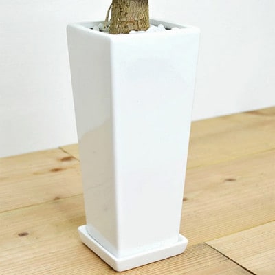 観葉植物 パキラ スクエア陶器鉢植え