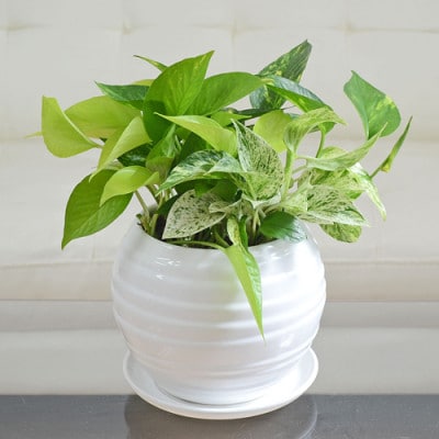 観葉植物 ポトス 3種類寄せ植え ボール形陶器鉢 白