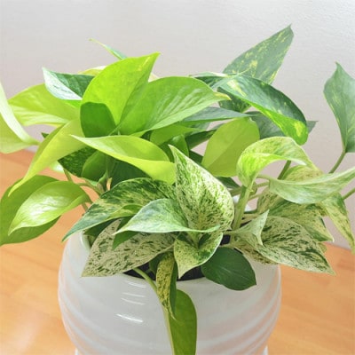 観葉植物 ポトス 3種類寄せ植え ボール形陶器鉢 白