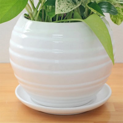 観葉植物 ポトス 3種類寄せ植え ボール形陶器鉢 白
