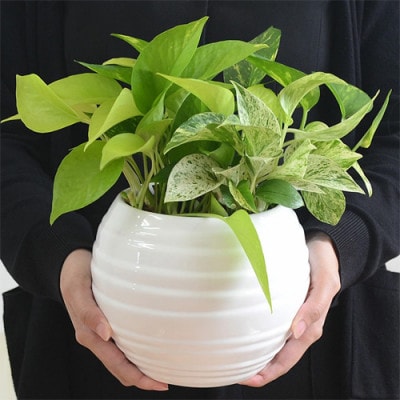 観葉植物 ポトス 3種類寄せ植え ボール形陶器鉢 白