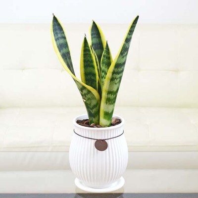 観葉植物 サンスベリアローレンティ バーティカルライン　タグ付き4号