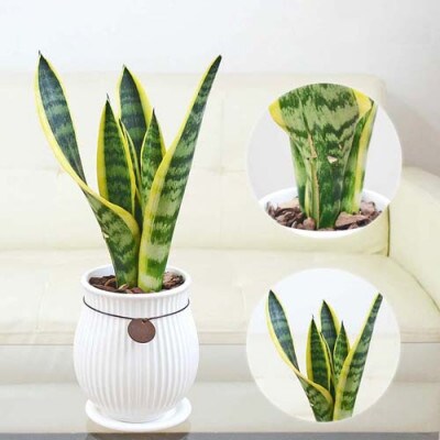 観葉植物 サンスベリアローレンティ バーティカルライン　タグ付き4号